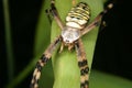 Wasp spider (Argiope bruennichi)