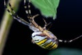 Wasp spider (Argiope bruennichi) Royalty Free Stock Photo