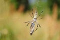 Wasp spider, Argiope bruennichi