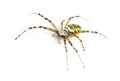 Wasp spider, Argiope bruennichi Royalty Free Stock Photo