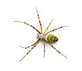 Wasp spider, Argiope bruennichi Royalty Free Stock Photo