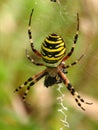 Wasp Spider (Argiope bruennichi) Royalty Free Stock Photo