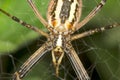 Wasp spider - Argiope bruennichi close- Royalty Free Stock Photo