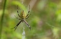 Wasp spider Argiope bruennichi
