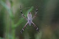 Wasp spider (Argiope bruennichi) covered morning dew