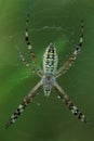 Wasp spider (Argiope bruennichi) covered morning dew