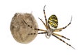 Wasp Spider, Argiope bruennichi, hanging