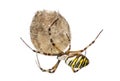 Wasp Spider, Argiope bruennichi, hanging on its egg sack against