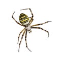 Wasp Spider, Argiope bruennichi, hanging on silk against white b Royalty Free Stock Photo