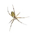 Wasp spider, Argiope bruennichi, hanging on web