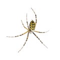 Wasp spider, Argiope bruennichi, hanging on web Royalty Free Stock Photo