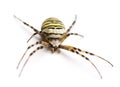 Wasp spider, Argiope bruennichi, isolated Royalty Free Stock Photo