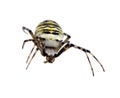 Wasp spider Argiope bruennichi isolated on white Royalty Free Stock Photo