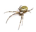 Wasp spider, Argiope bruennichi, isolated Royalty Free Stock Photo