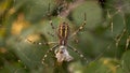 Wasp spider Argiope bruennichi. orb-web Insect with yellow stripes, web pattern. green grass background, macro view, horizontal