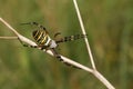 A beautiful Wasp Spider Argiope bruennichi perched on a plant.