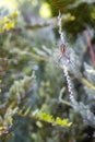 Wasp Spider, Argiope Bruennichi With A Prey
