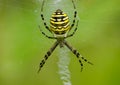 Wasp spider Argiope bruennichi on spiderweb Royalty Free Stock Photo