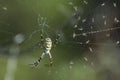 A wasp spider Argiope bruennichi on spiderweb. Arachnids of meadows and steppes Royalty Free Stock Photo