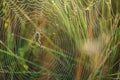 Wasp Spider Argiope bruennichi waiting on spiderweb with morning dew. Out of focus background. Horizontal view