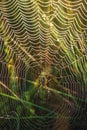 Wasp Spider Argiope bruennichi waiting on spiderweb with morning dew. Out of focus background. Vertical view