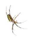 Wasp spider, Argiope bruennichi Royalty Free Stock Photo