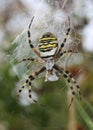 Wasp Spider (Argiope bruennichi) Royalty Free Stock Photo