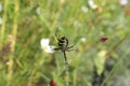 Stunning Wasp Spider