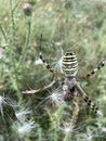 a wasp spider caught a bee Royalty Free Stock Photo