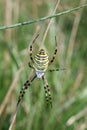 Wasp spider close up