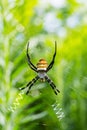 Wasp spider closeup