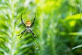 Wasp spider closeup