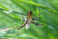 Wasp Spider In Cobweb With Grass Royalty Free Stock Photo