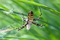 Wasp Spider In Cobweb With Grass