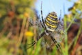 Wasp spider with dew drops Royalty Free Stock Photo