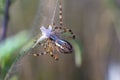 Wasp spider while eating Royalty Free Stock Photo
