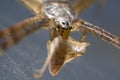 Wasp spider while eating Royalty Free Stock Photo