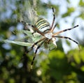 Wasp spider eating a grasshopper Royalty Free Stock Photo