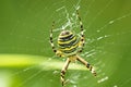 Wasp spider, female in its web Royalty Free Stock Photo