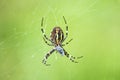 Wasp spider, female in its web Royalty Free Stock Photo