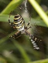 A wasp spider in the grass