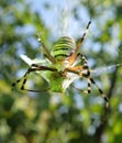 Wasp spider and grasshopper Royalty Free Stock Photo