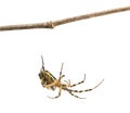 Wasp spider hanging from a branch, Argiope bruennichi, isolated Royalty Free Stock Photo