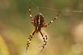 Wasp spider hanging from web