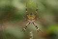 Wasp spider on its web against a green background. Royalty Free Stock Photo