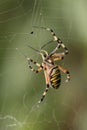 Wasp spider on its web against a green background. Royalty Free Stock Photo