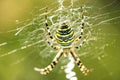 Wasp spider in its web Royalty Free Stock Photo