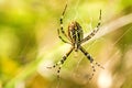 Wasp spider in its web Royalty Free Stock Photo