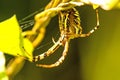 Wasp spider in its web Royalty Free Stock Photo