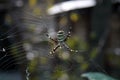 Wasp spider